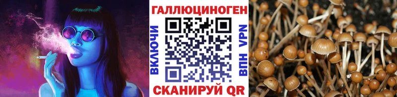 Псилоцибиновые грибы Cubensis  Вихоревка 